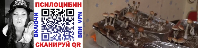 Псилоцибиновые грибы прущие грибы  Купить  Камышин 